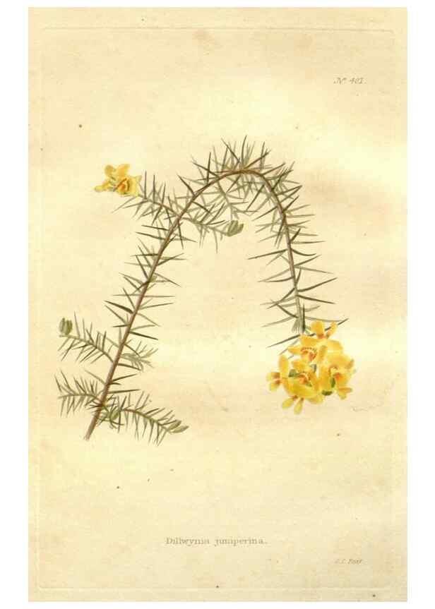 Reproducción/Reproduction 48637416336: The botanical cabinet. London :John & Arthur Arch ...,1817-1833.. 