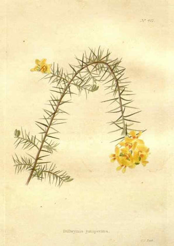 Reproducción/Reproduction 48637416336: The botanical cabinet. London :John & Arthur Arch ...,1817-1833.. 