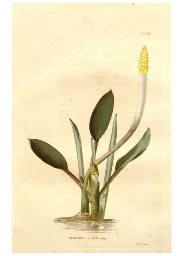 Reproducción/Reproduction 48637065158: The botanical cabinet. London :John & Arthur Arch ...,1817-1833.. 