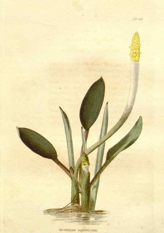 Reproducción/Reproduction 48637065158: The botanical cabinet. London :John & Arthur Arch ...,1817-1833.. 