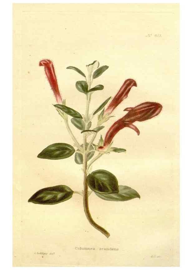 Reproducción/Reproduction 48637065573: The botanical cabinet. London :John & Arthur Arch ...,1817-1833.. 