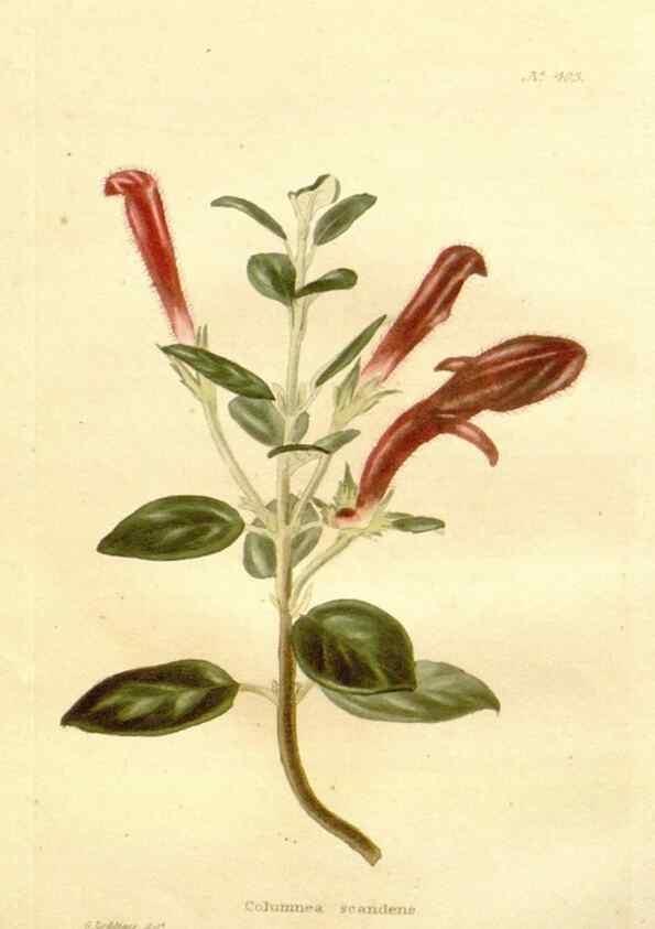 Reproducción/Reproduction 48637065573: The botanical cabinet. London :John & Arthur Arch ...,1817-1833.. 