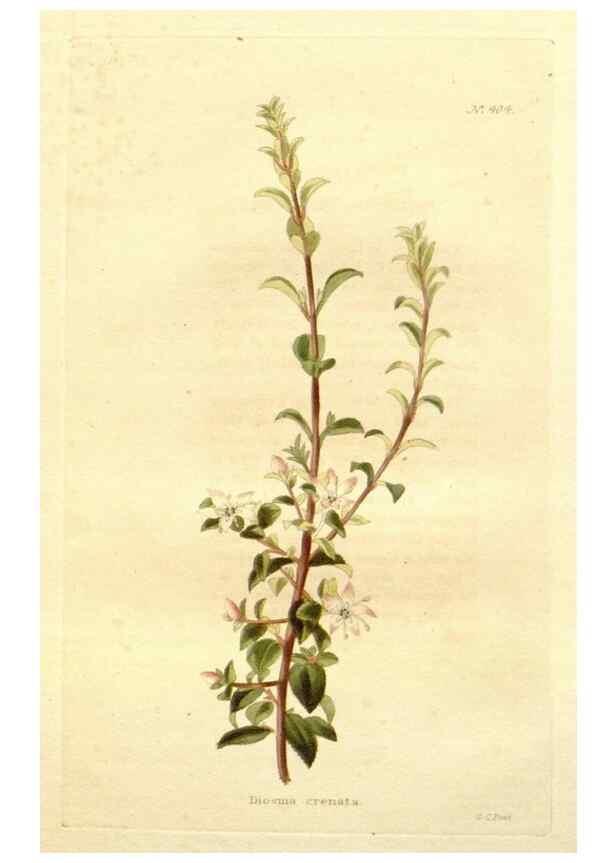 Reproducción/Reproduction 48637065933: The botanical cabinet. London :John & Arthur Arch ...,1817-1833.. 