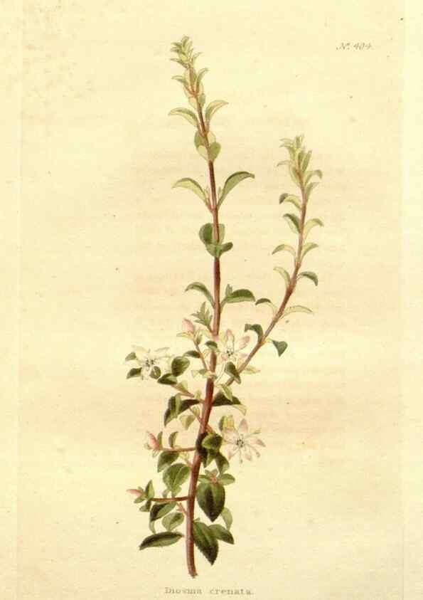Reproducción/Reproduction 48637065933: The botanical cabinet. London :John & Arthur Arch ...,1817-1833.. 