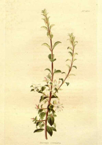 Reproducción/Reproduction 48637065933: The botanical cabinet. London :John & Arthur Arch ...,1817-1833.. 