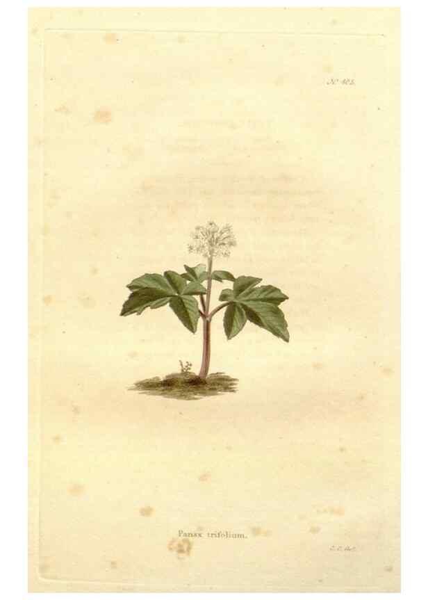 Reproducción/Reproduction 48637418186: The botanical cabinet. London :John & Arthur Arch ...,1817-1833.. 