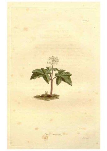 Reproducción/Reproduction 48637418186: The botanical cabinet. London :John & Arthur Arch ...,1817-1833.. 