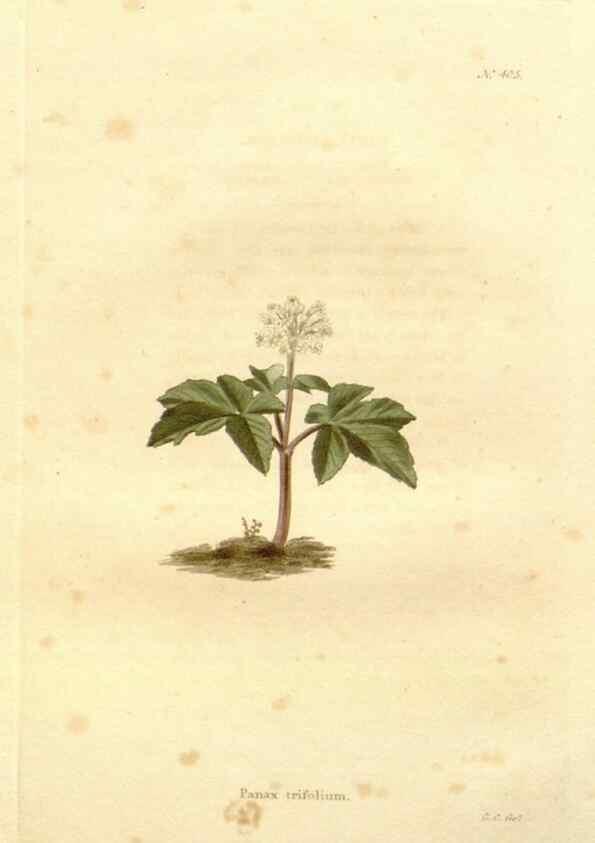 Reproducción/Reproduction 48637418186: The botanical cabinet. London :John & Arthur Arch ...,1817-1833.. 