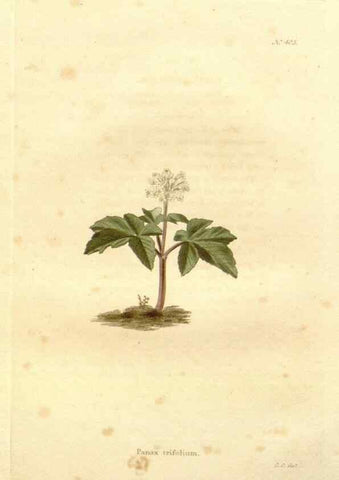 Reproducción/Reproduction 48637418186: The botanical cabinet. London :John & Arthur Arch ...,1817-1833.. 