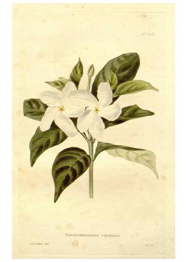 Reproducción/Reproduction 48637418596: The botanical cabinet. London :John & Arthur Arch ...,1817-1833.. 