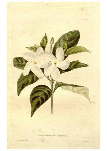 Reproducción/Reproduction 48637418596: The botanical cabinet. London :John & Arthur Arch ...,1817-1833.. 