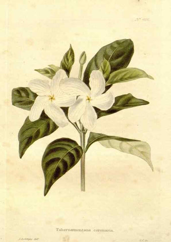 Reproducción/Reproduction 48637418596: The botanical cabinet. London :John & Arthur Arch ...,1817-1833.. 