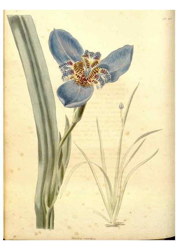 Reproducción/Reproduction 48637560392: The botanical cabinet. London :John & Arthur Arch ...,1817-1833.. 