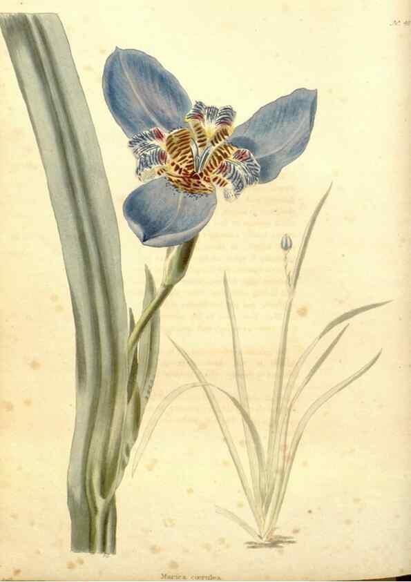 Reproducción/Reproduction 48637560392: The botanical cabinet. London :John & Arthur Arch ...,1817-1833.. 