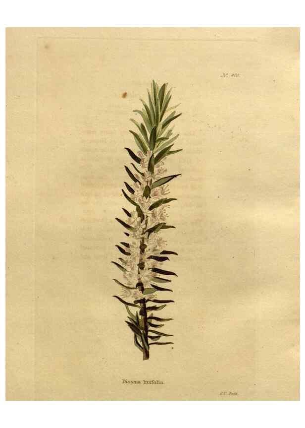 Reproducción/Reproduction 48637016768: The botanical cabinet. London :John & Arthur Arch ...,1817-1833.. 