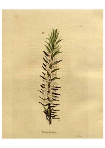 Reproducción/Reproduction 48637016768: The botanical cabinet. London :John & Arthur Arch ...,1817-1833.. 