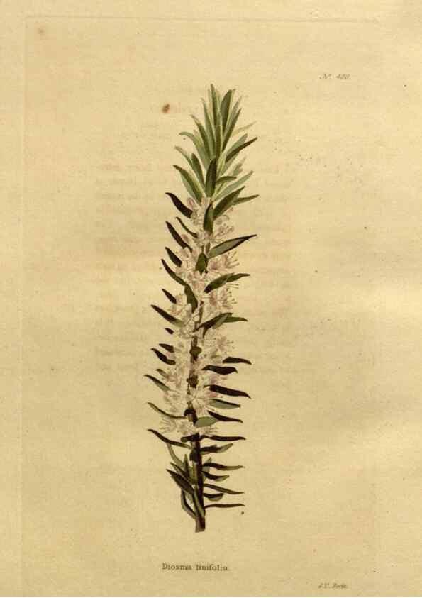 Reproducción/Reproduction 48637016768: The botanical cabinet. London :John & Arthur Arch ...,1817-1833.. 