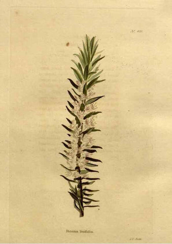 Reproducción/Reproduction 48637016768: The botanical cabinet. London :John & Arthur Arch ...,1817-1833.. 