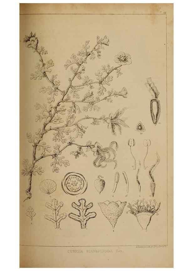 Reproducción/Reproduction 48636574957: Exploration and survey of the valley of the Great Salt Lake of Utah, including a reconnoissance of a new route through the Rocky Mountains.. Philadelphia :Lippincott, Grambo & Co.,1852.. 