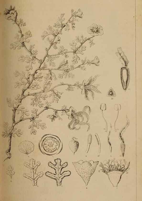 Reproducción/Reproduction 48636574957: Exploration and survey of the valley of the Great Salt Lake of Utah, including a reconnoissance of a new route through the Rocky Mountains.. Philadelphia :Lippincott, Grambo & Co.,1852.. 