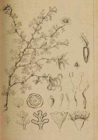 Reproducción/Reproduction 48636574957: Exploration and survey of the valley of the Great Salt Lake of Utah, including a reconnoissance of a new route through the Rocky Mountains.. Philadelphia :Lippincott, Grambo & Co.,1852.. 