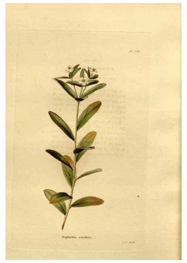 Reproducción/Reproduction 48637013343: The botanical cabinet. London :John & Arthur Arch ...,1817-1833.. 