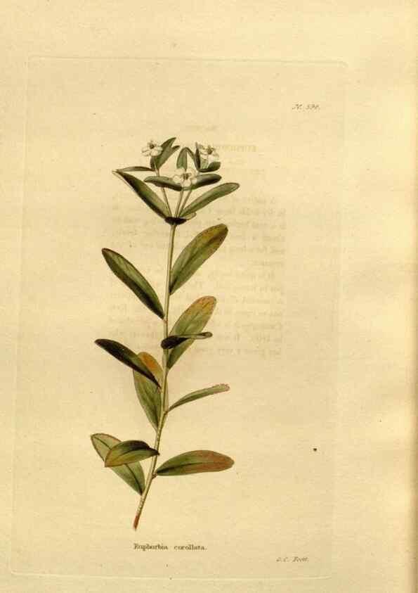 Reproducción/Reproduction 48637013343: The botanical cabinet. London :John & Arthur Arch ...,1817-1833.. 
