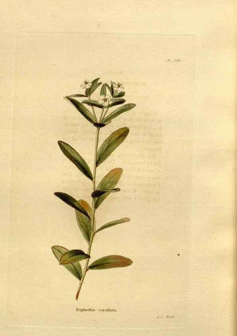 Reproducción/Reproduction 48637013343: The botanical cabinet. London :John & Arthur Arch ...,1817-1833.. 