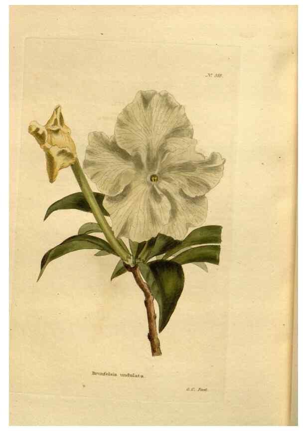 Reproducción/Reproduction 48637506082: The botanical cabinet. London :John & Arthur Arch ...,1817-1833.. 