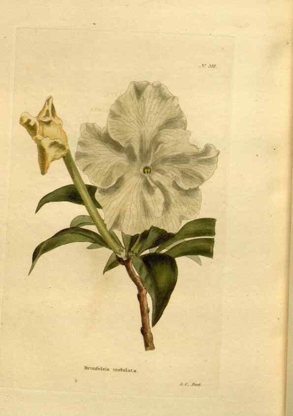 Reproducción/Reproduction 48637506082: The botanical cabinet. London :John & Arthur Arch ...,1817-1833.. 
