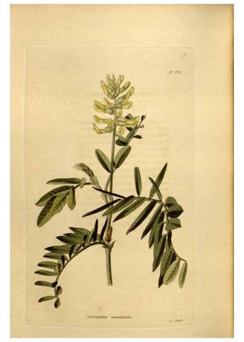 Reproducción/Reproduction 48637005973: The botanical cabinet. London :John & Arthur Arch ...,1817-1833.. 