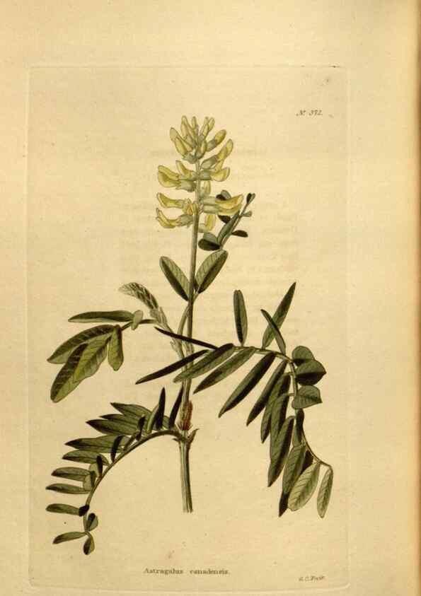 Reproducción/Reproduction 48637005973: The botanical cabinet. London :John & Arthur Arch ...,1817-1833.. 