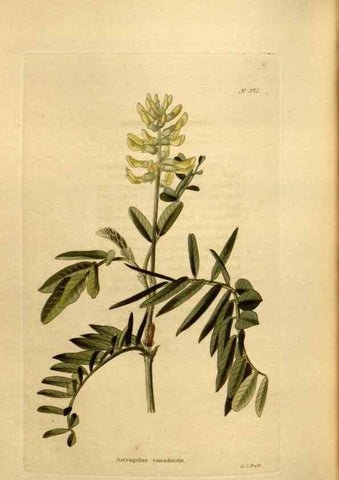 Reproducción/Reproduction 48637005973: The botanical cabinet. London :John & Arthur Arch ...,1817-1833.. 