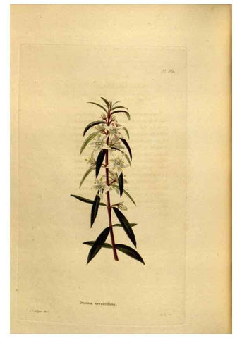 Reproducción/Reproduction 48637006428: The botanical cabinet. London :John & Arthur Arch ...,1817-1833.. 