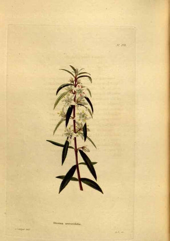 Reproducción/Reproduction 48637006428: The botanical cabinet. London :John & Arthur Arch ...,1817-1833.. 