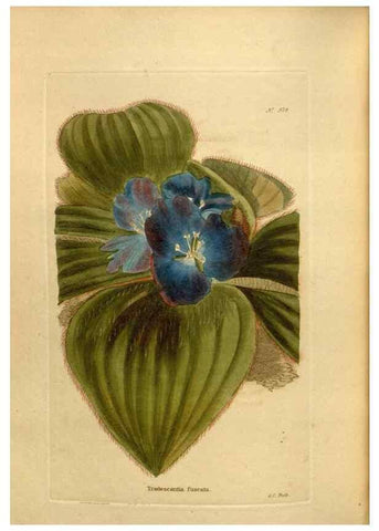 Reproducción/Reproduction 48637500342: The botanical cabinet. London :John & Arthur Arch ...,1817-1833.. 