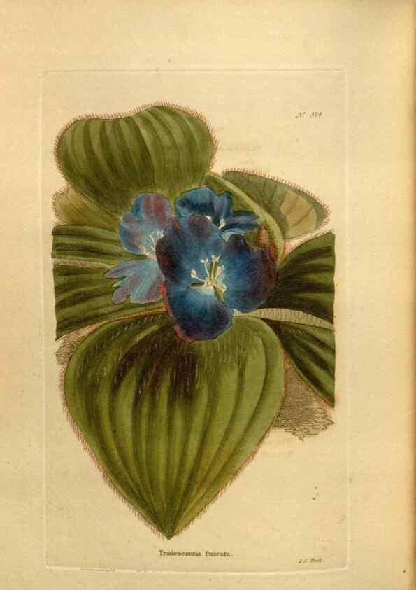 Reproducción/Reproduction 48637500342: The botanical cabinet. London :John & Arthur Arch ...,1817-1833.. 
