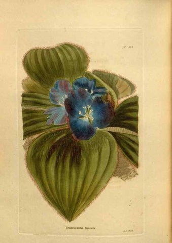 Reproducción/Reproduction 48637500342: The botanical cabinet. London :John & Arthur Arch ...,1817-1833.. 