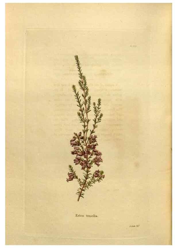 Reproducción/Reproduction 48637359376: The botanical cabinet. London :John & Arthur Arch ...,1817-1833.. 