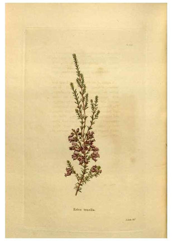 Reproducción/Reproduction 48637359376: The botanical cabinet. London :John & Arthur Arch ...,1817-1833.. 