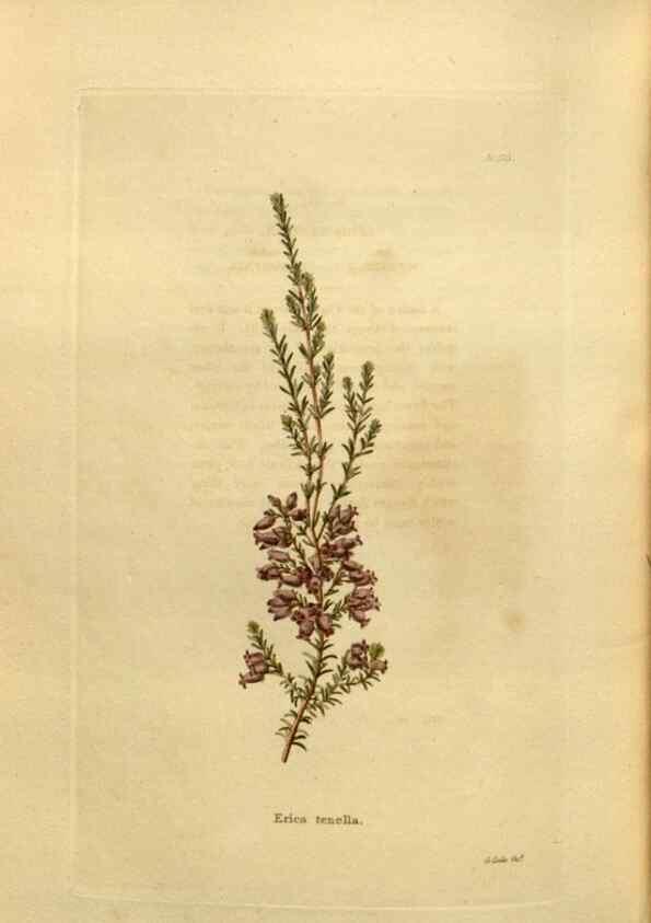 Reproducción/Reproduction 48637359376: The botanical cabinet. London :John & Arthur Arch ...,1817-1833.. 