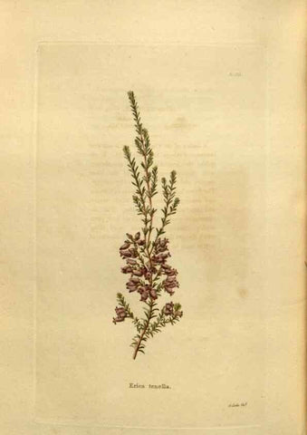 Reproducción/Reproduction 48637359376: The botanical cabinet. London :John & Arthur Arch ...,1817-1833.. 