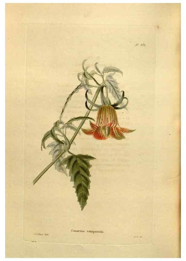 Reproducción/Reproduction 48637501317: The botanical cabinet. London :John & Arthur Arch ...,1817-1833.. 