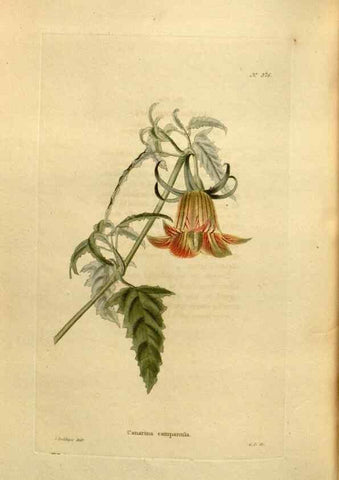 Reproducción/Reproduction 48637501317: The botanical cabinet. London :John & Arthur Arch ...,1817-1833.. 