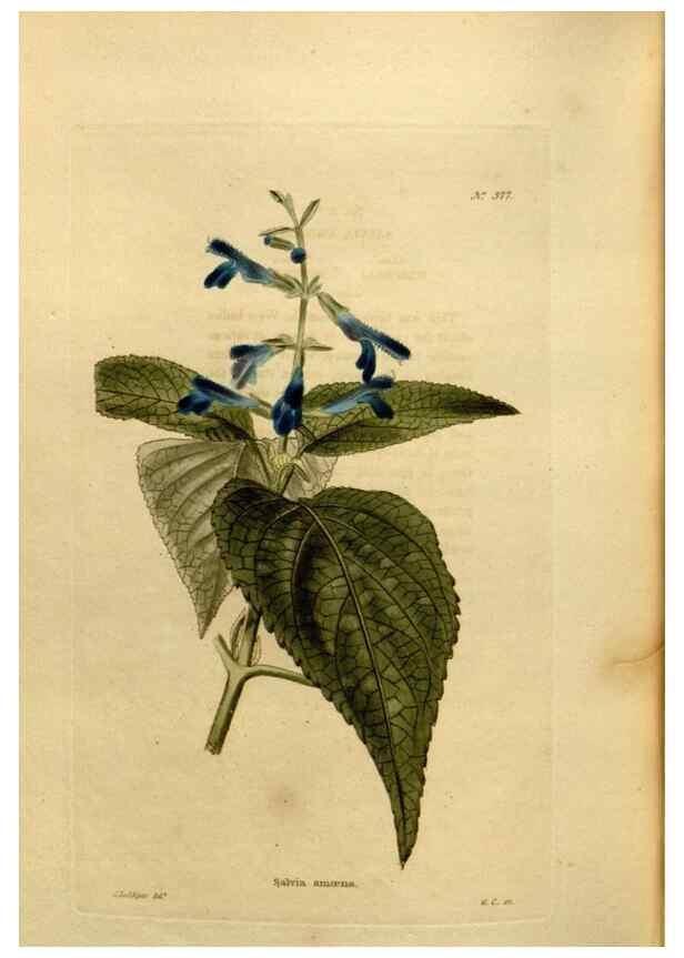 Reproducción/Reproduction 48637008183: The botanical cabinet. London :John & Arthur Arch ...,1817-1833.. 