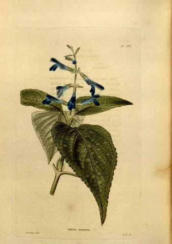 Reproducción/Reproduction 48637008183: The botanical cabinet. London :John & Arthur Arch ...,1817-1833.. 