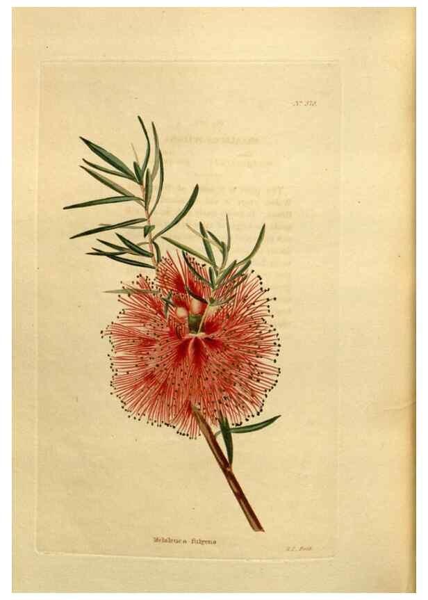 Reproducción/Reproduction 48637360656: The botanical cabinet. London :John & Arthur Arch ...,1817-1833.. 