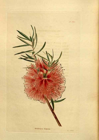 Reproducción/Reproduction 48637360656: The botanical cabinet. London :John & Arthur Arch ...,1817-1833.. 