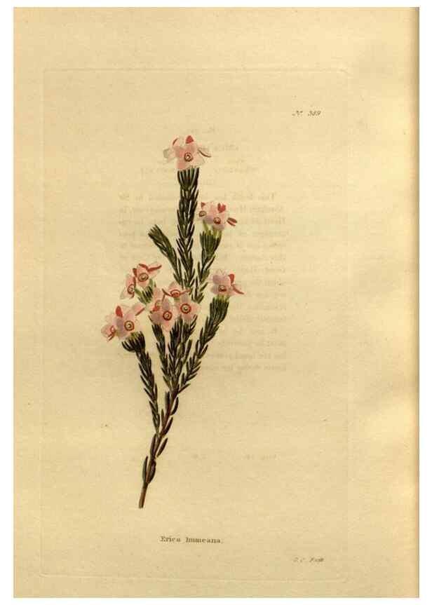 Reproducción/Reproduction 48637012998: The botanical cabinet. London :John & Arthur Arch ...,1817-1833.. 