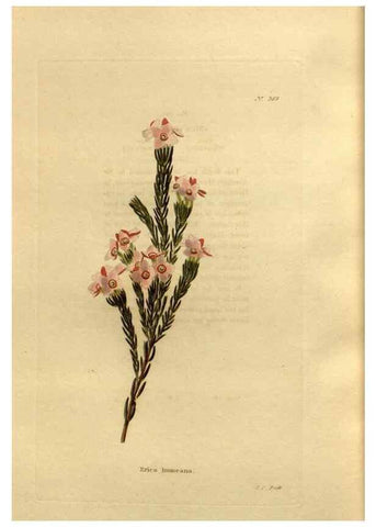 Reproducción/Reproduction 48637012998: The botanical cabinet. London :John & Arthur Arch ...,1817-1833.. 